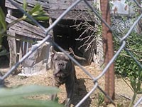 cane corso grigio